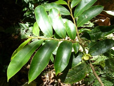 Guatteria oliviformis, photographed by Eduardo Chacón Madrigal