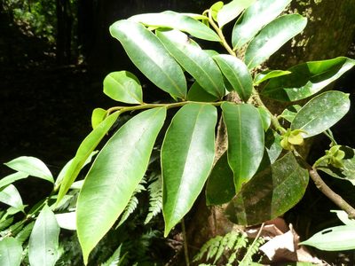 Guatteria oliviformis, photographed by Eduardo Chacón Madrigal