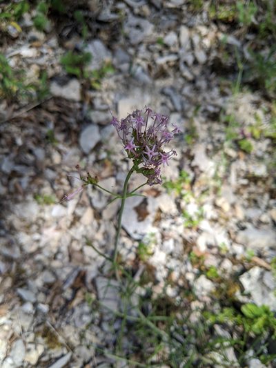 Valeriana nevadensis, photographed by aroche
