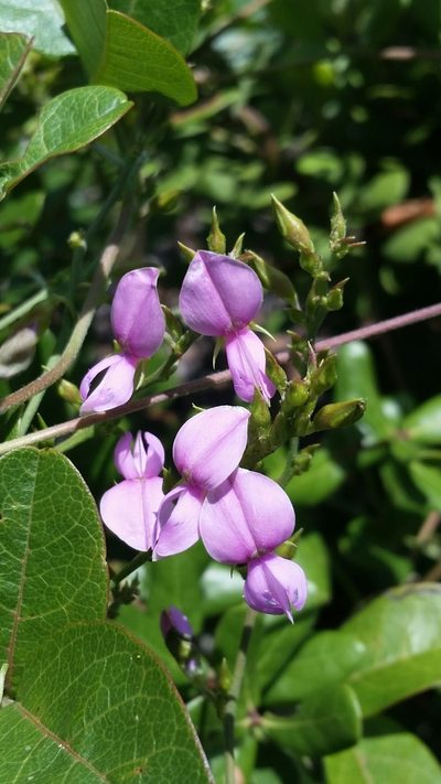 Galactia purshii, photographed by Jay Horn