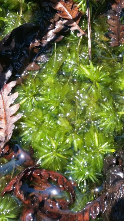 Sphagnum cribrosum, photographed by Jay Horn