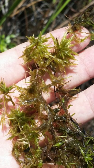 Sphagnum cribrosum, photographed by Jay Horn