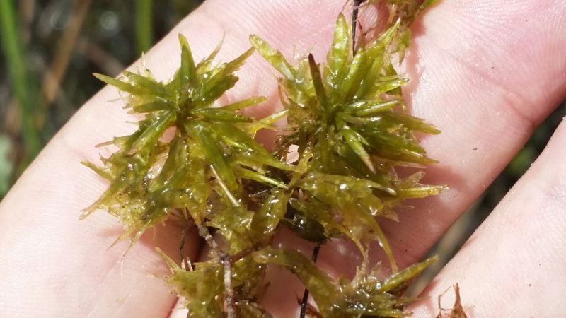 Sphagnum cribrosum, photographed by Jay Horn
