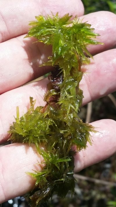 Sphagnum cribrosum, photographed by Jay Horn