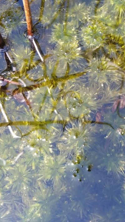 Sphagnum cribrosum, photographed by Jay Horn