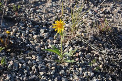 Arnica angustifolia, photographed by Suzanne Carriere