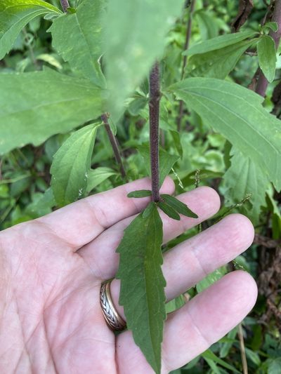 Eupatorium anomalum, photographed by Alan Weakley