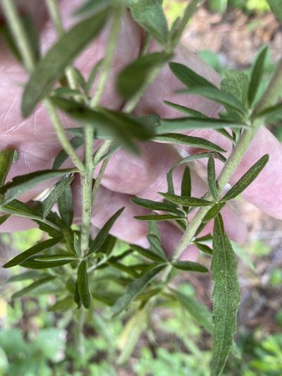 Eupatorium anomalum, photographed by Alan Weakley
