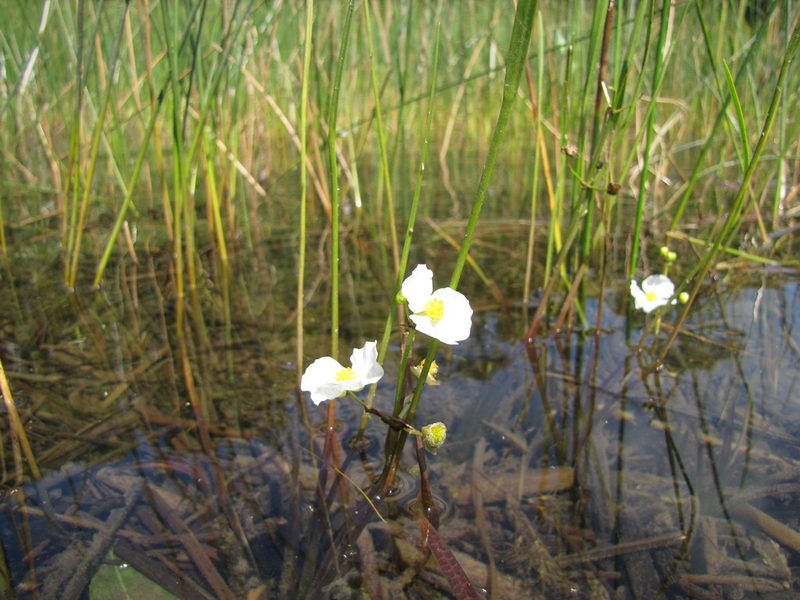 Sagittaria cristata, photographed by Sara L Giles