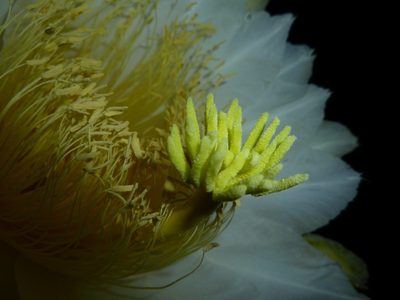 Selenicereus costaricensis, photographed by Eduardo Chacón Madrigal