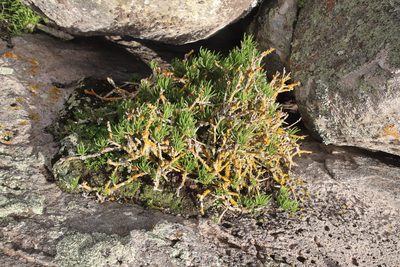 Senecio sarcoides, photographed by Tony Rebelo