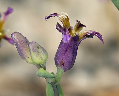 Streptanthus fenestratus, photographed by Steve Matson