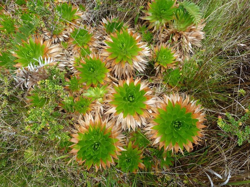 Paepalanthus costaricensis, photographed by Eduardo Chacón Madrigal