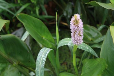 Pontederia sagittata, photographed by Diana Fuentes