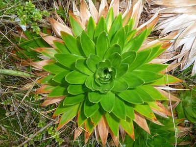 Paepalanthus costaricensis, photographed by Eduardo Chacón Madrigal