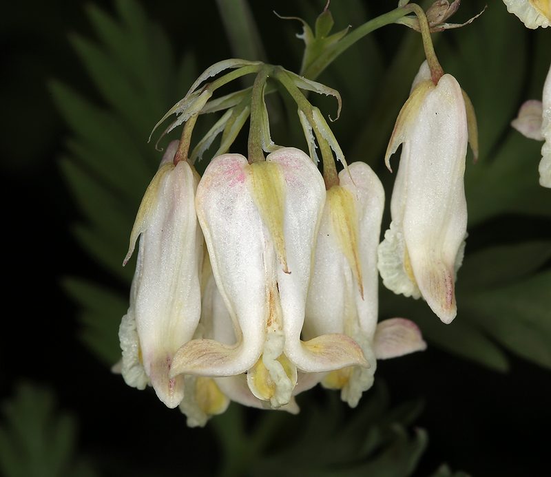 Dicentra nevadensis, photographed by Steve Matson
