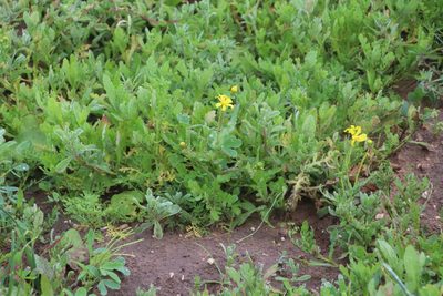 Senecio littoreus, photographed by Tony Rebelo