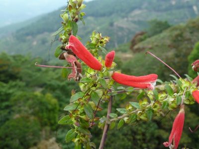 Lamourouxia gutierrezii, photographed by Eduardo Chacón Madrigal