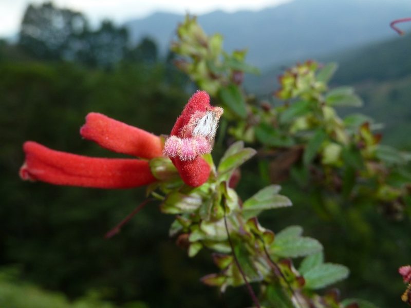 Lamourouxia gutierrezii, photographed by Eduardo Chacón Madrigal