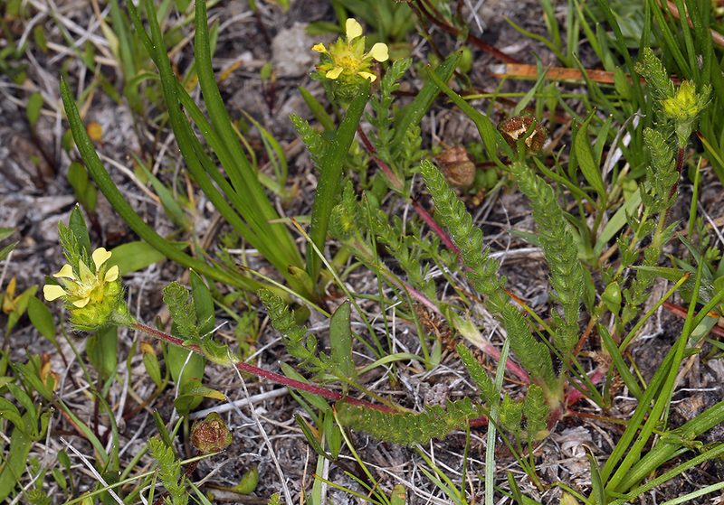 Potentilla campestris, photographed by Steve Matson