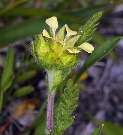 Potentilla campestris, photographed by Steve Matson
