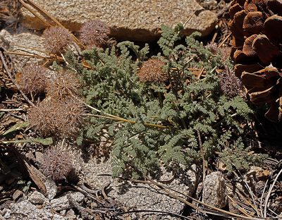 Oreonana purpurascens, photographed by Steve Matson