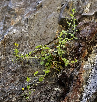 Erythranthe arenaria, photographed by Steve Matson