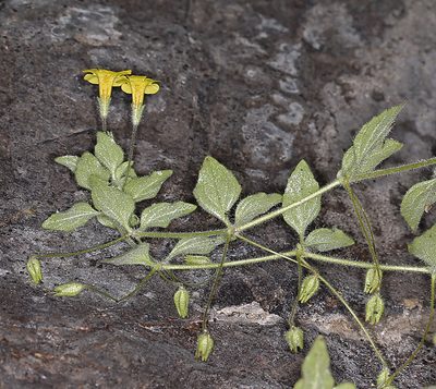 Erythranthe arenaria, photographed by Steve Matson