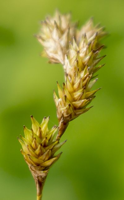 Carex bicknellii, photographed by aarongunnar