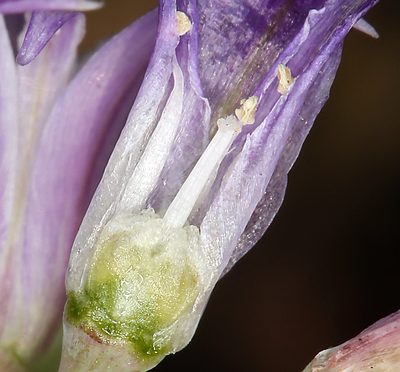 Allium abramsii, photographed by Steve Matson
