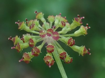 Laserpitium krapfii, photographed by Christian Berg