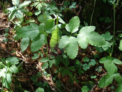 Laserpitium krapfii, photographed by Christian Berg