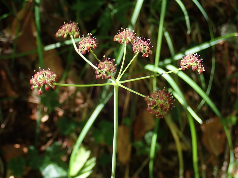 Laserpitium krapfii, photographed by Christian Berg