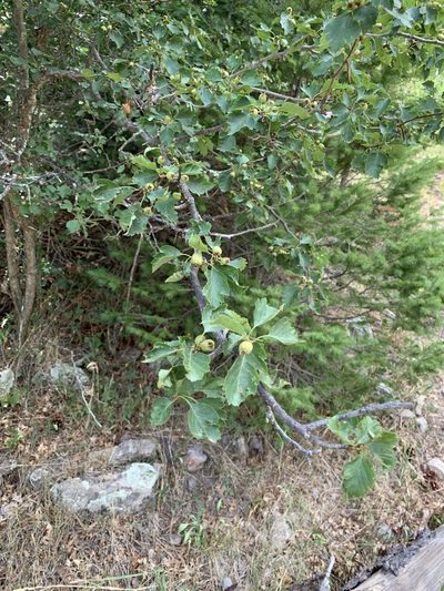 Crataegus wootoniana, photographed by CK2AZ