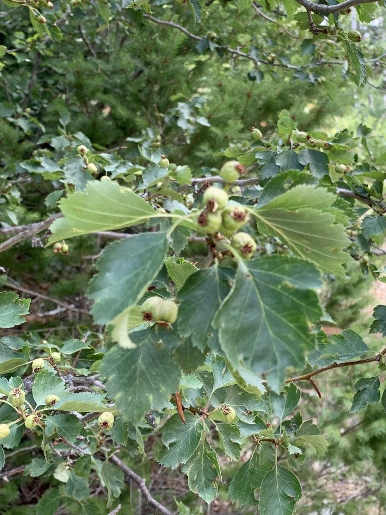 Crataegus wootoniana, photographed by CK2AZ