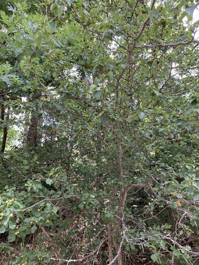 Crataegus wootoniana, photographed by CK2AZ