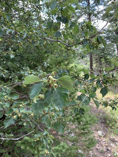 Crataegus wootoniana, photographed by CK2AZ