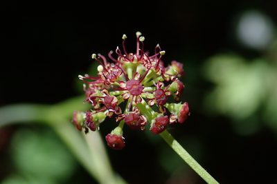 Laserpitium krapfii, photographed by Christian Berg