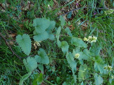 Betonica alopecuros, photographed by Christian Berg