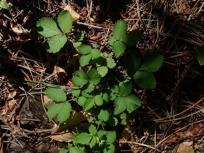 Aremonia agrimonoides, photographed by Christian Berg