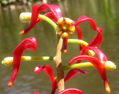 Souroubea sympetala, photographed by Eduardo Chacón Madrigal