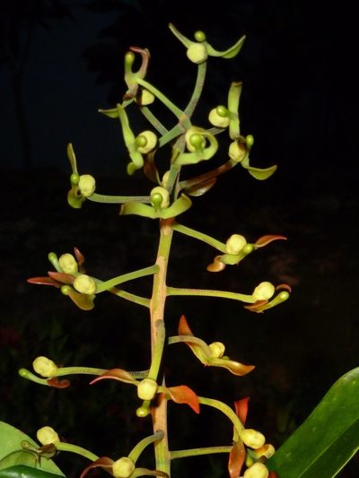 Souroubea sympetala, photographed by Eduardo Chacón Madrigal