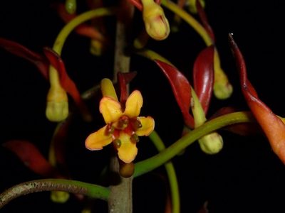 Souroubea sympetala, photographed by Eduardo Chacón Madrigal