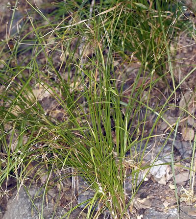 Carex tompkinsii, photographed by Steve Matson