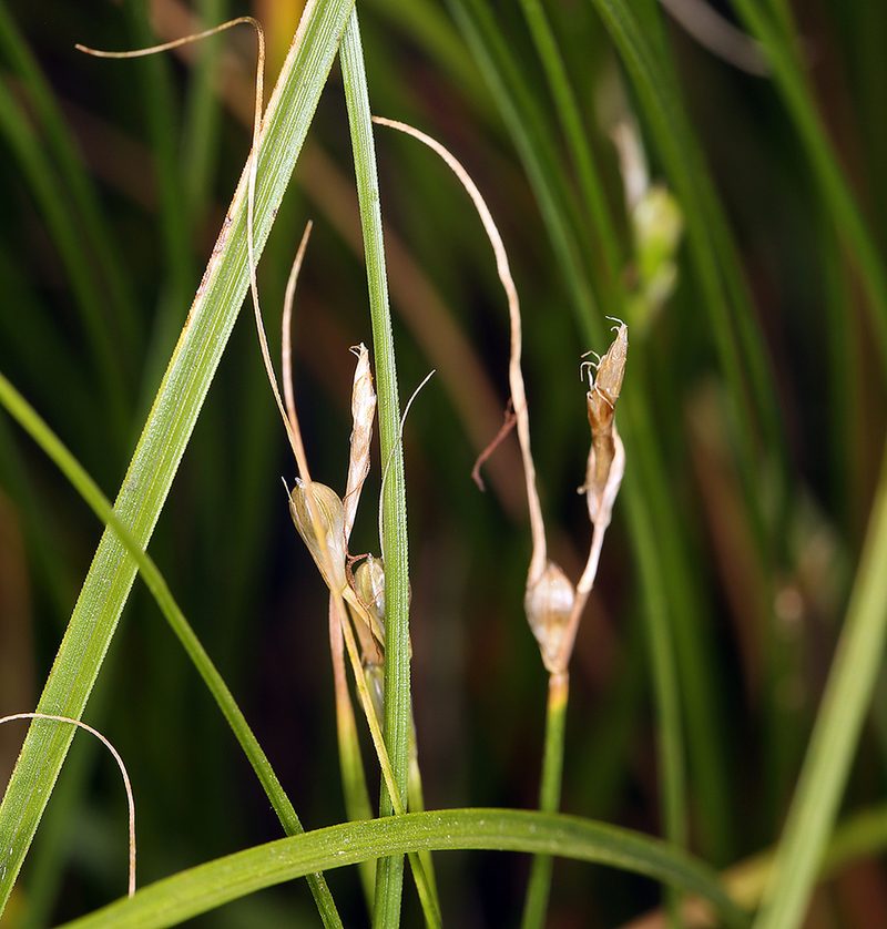 Carex tompkinsii, photographed by Steve Matson