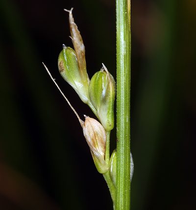 Carex tompkinsii, photographed by Steve Matson