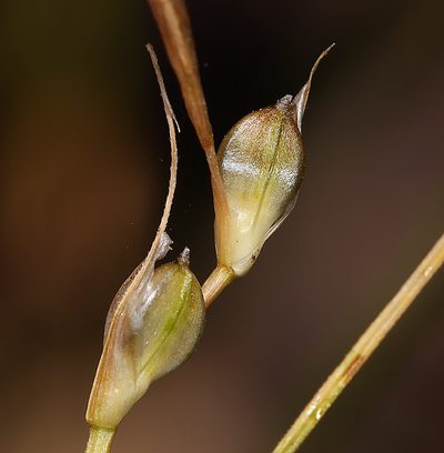 Carex tompkinsii, photographed by Steve Matson