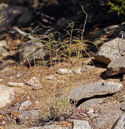 Boechera arcuata, photographed by Steve Matson