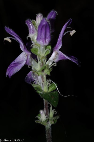 Brillantaisia madagascariensis, photographed by Romer N. Rabarijaona