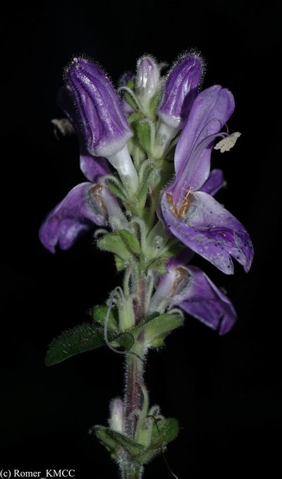 Brillantaisia madagascariensis, photographed by Romer N. Rabarijaona